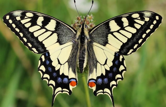 Machaon