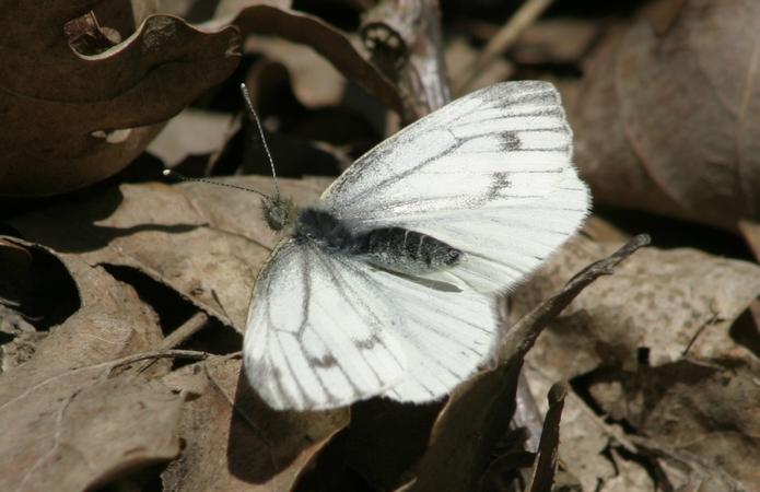 Piéride du navet