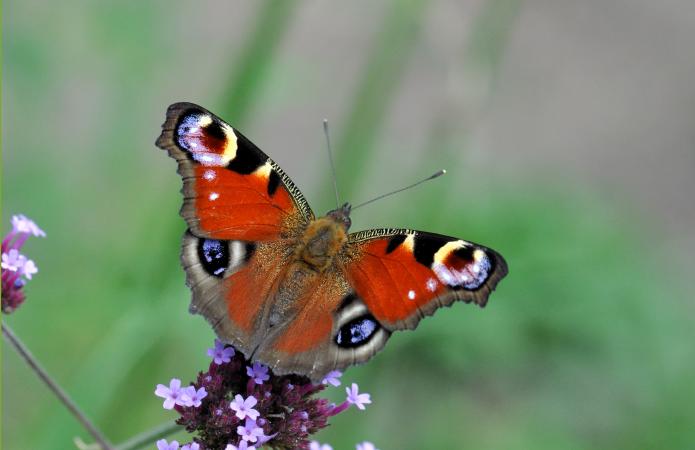 Images de papillon