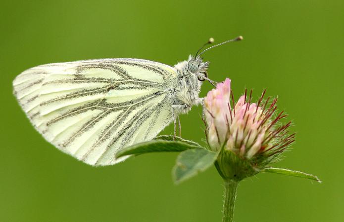 Piéride du navet