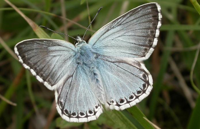 Bleu nacré