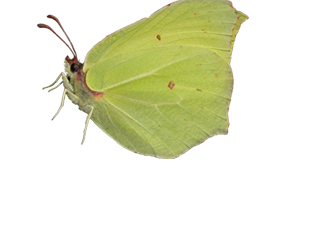 Citron