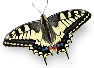 Machaon