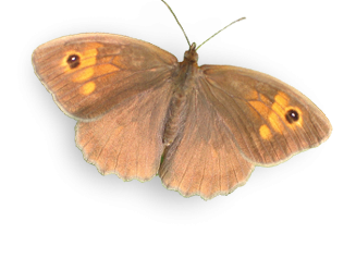 Myrtil
