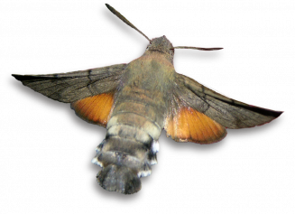 Moro sphinx