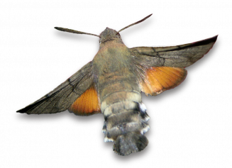 Moro sphinx